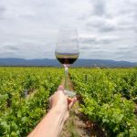 Viñedos