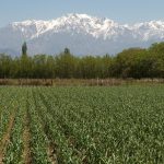Viñedos (9)