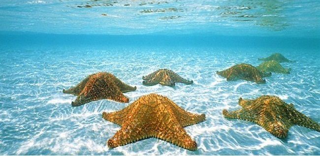 estrellas